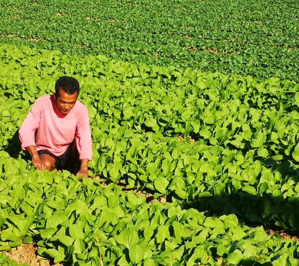 Pechay Farming: How to Plant and Grow Chinese Cabbage