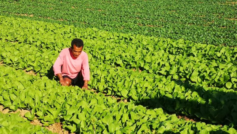 Pechay Farming: How to Plant and Grow Chinese Cabbage