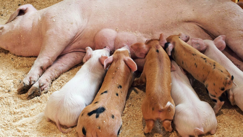 Pig Breeding in the Philippines: Business Tips