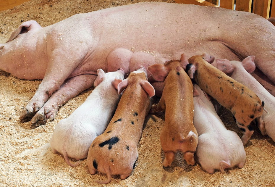 pig-breeding