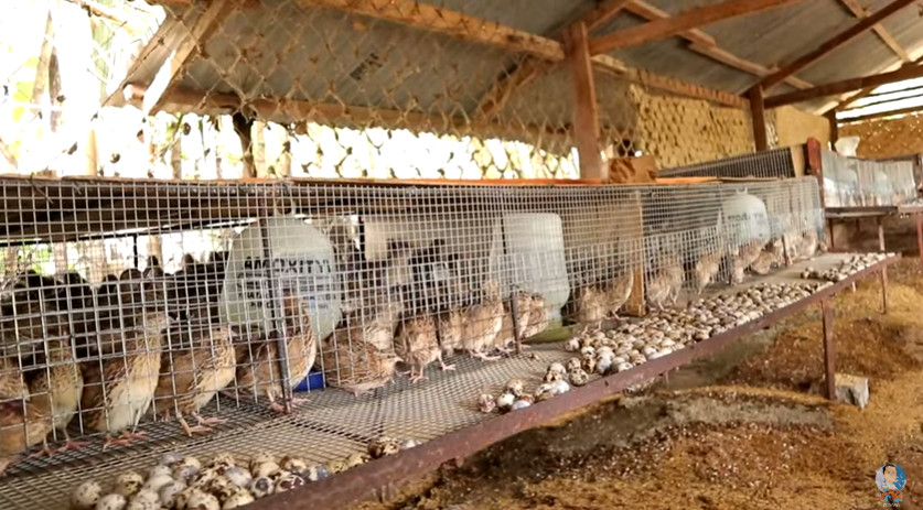 quail farming