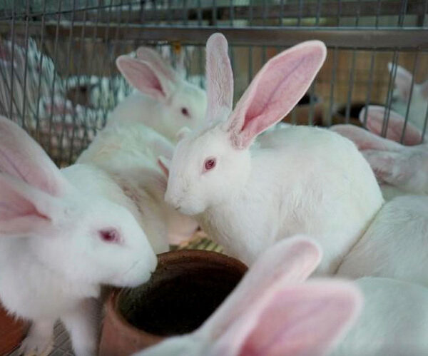 Rabbit Farming in the Philippines: How to Raise Rabbits