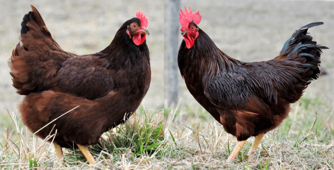 rhode-island-red-chicken