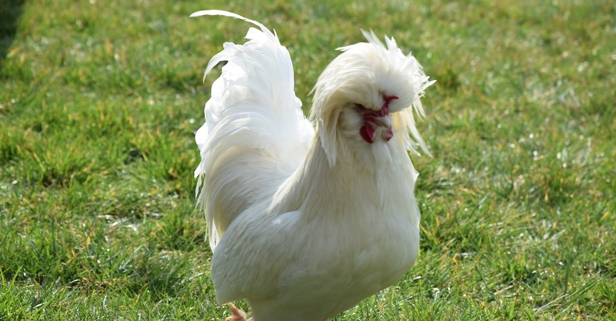 sultan-chicken