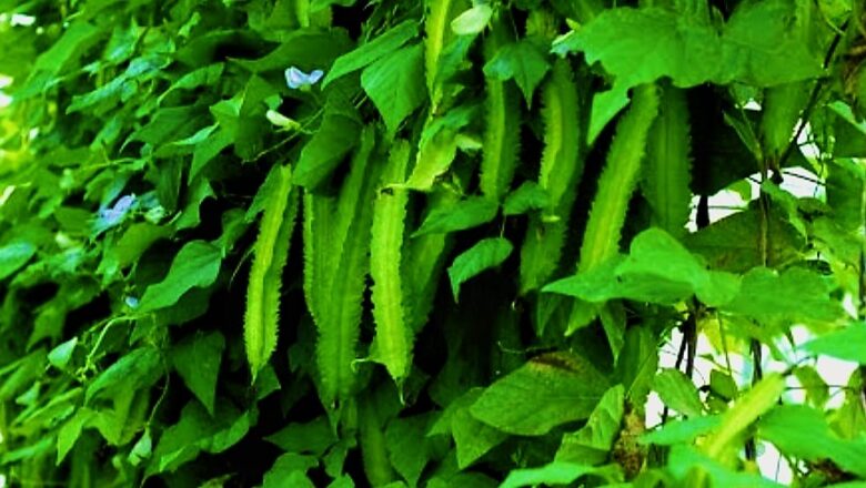 Winged Bean Farming: How to Plant and Grow Sigarilyas