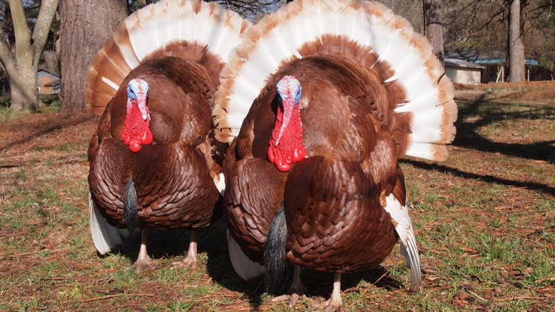 Bourbon-Red-Turkey breed
