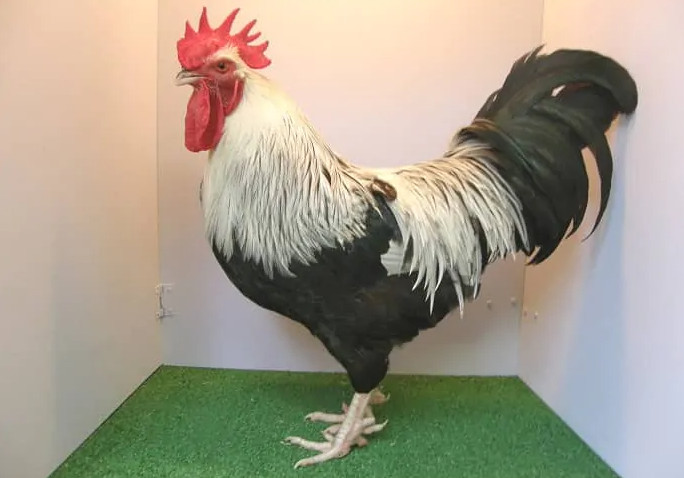 Dorking 5 toed chicken breed