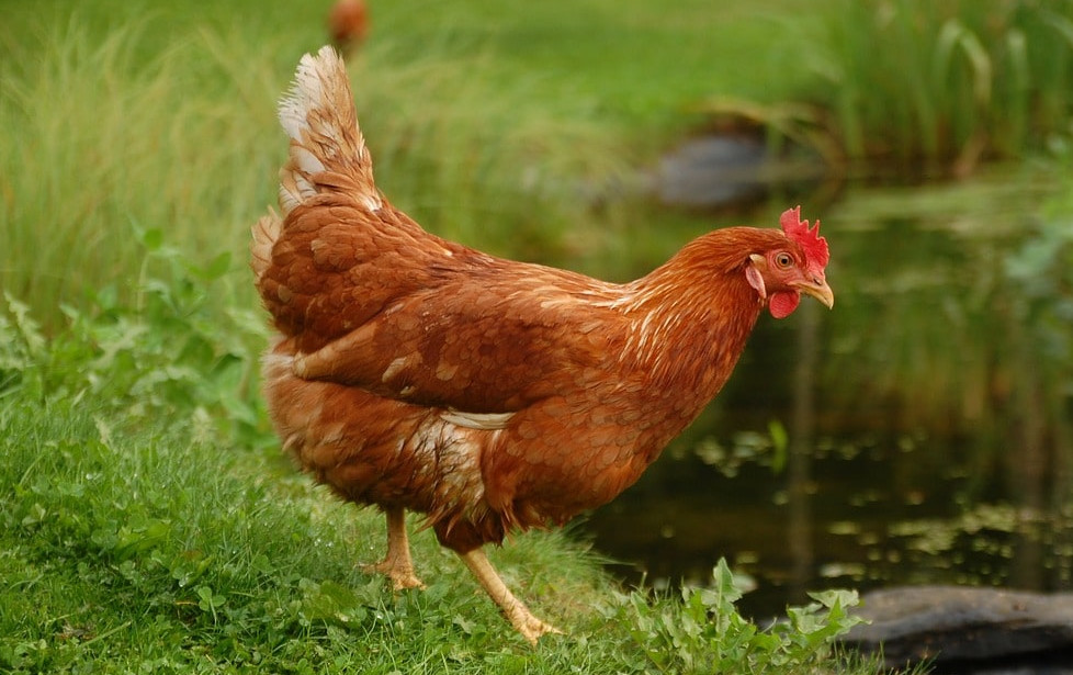 Golden-Comet-best egg-laying-chicken-breeds