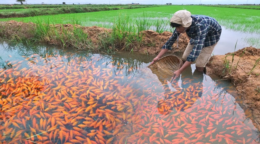 Koi-Fish-Farming