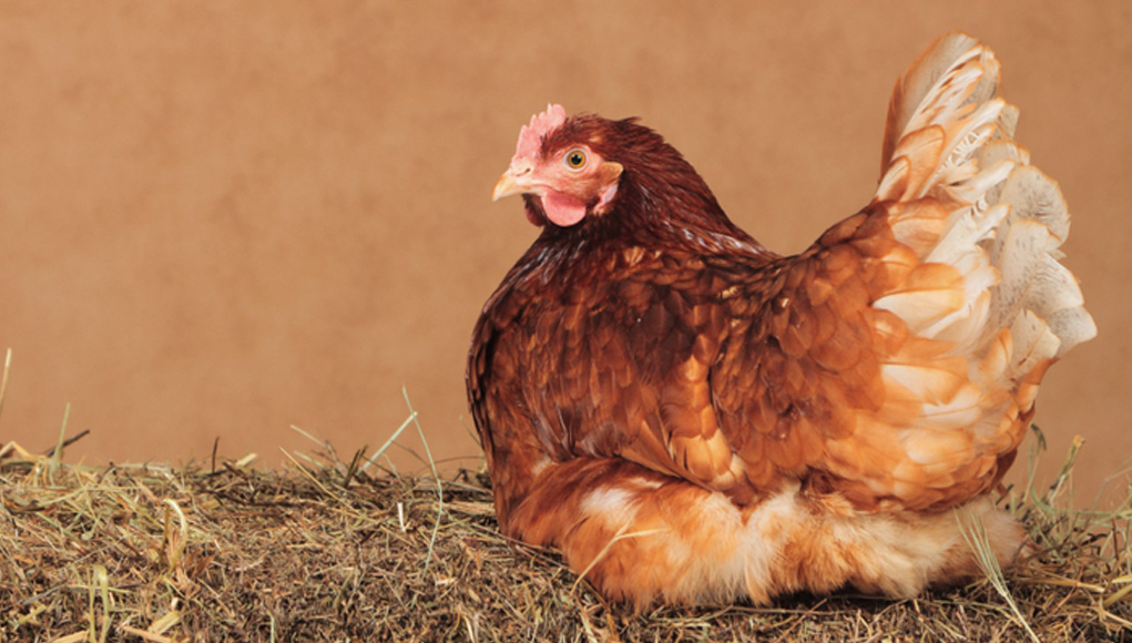 Lohmann-brown-best-egg-laying-chicken-breeds