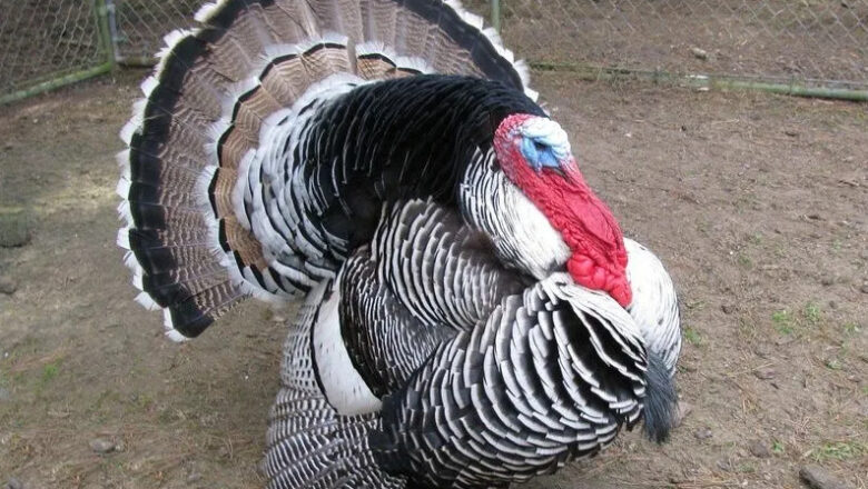 Narragansett Turkey Breed Profile and Characteristics