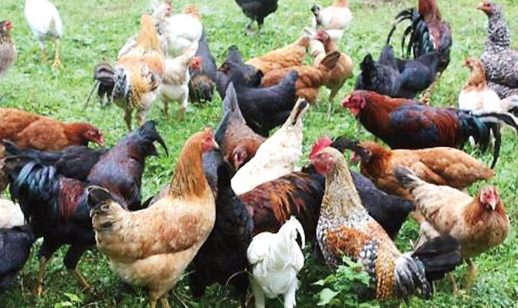 Native Chicken Farming in the Philippines: How to Raise Native Chicken