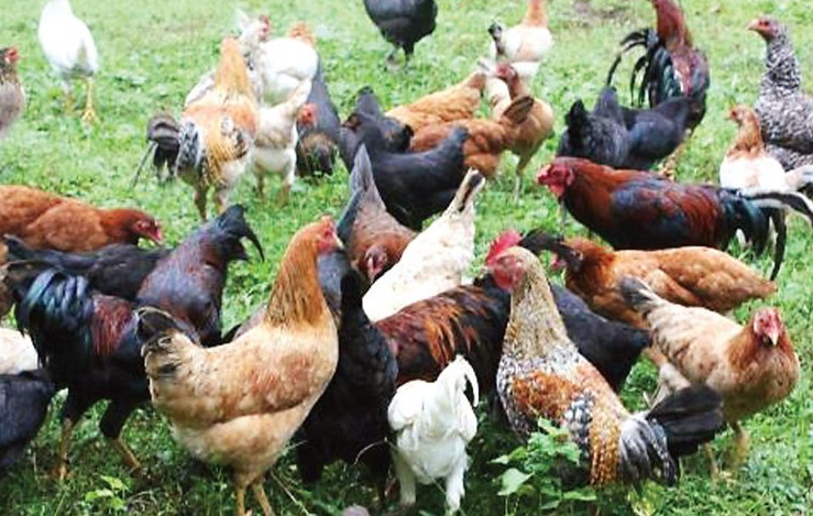 Native-Chicken-Farming-in-the-Philippines