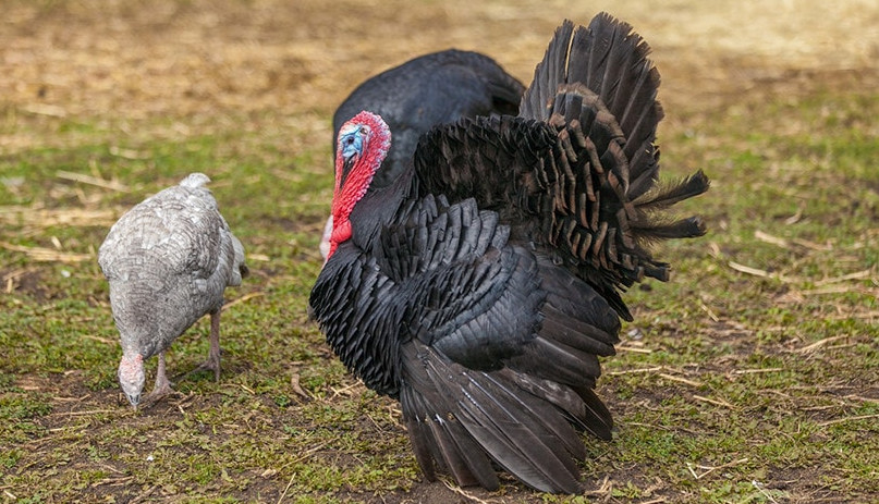 Norfolk-Black-Turkey