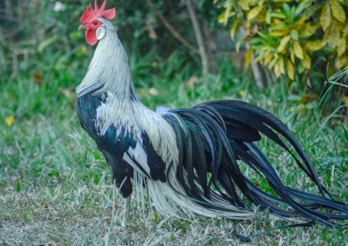 Onagadori-Chicken