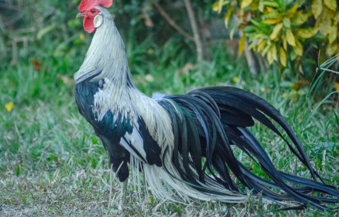 Onagadori Chicken Breed Profile and Characteristics