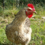 Polbar Chicken Breed Profile and Characteristics