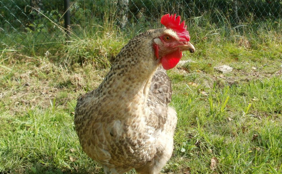 Polbar-Chicken-Breed