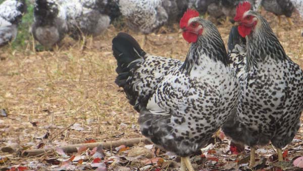 Robusta Maculata Chicken Breed Profile and Characteristics