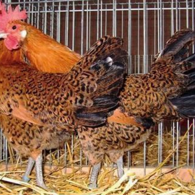 Romagnola Chicken Breed Profile and Characteristics