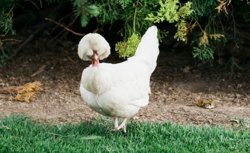 Sultan crested chicken