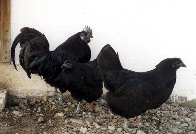 Svarthöna Chicken