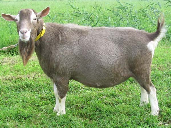 Toggenburg-goat