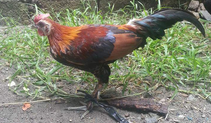 Ulikba Native Chicken