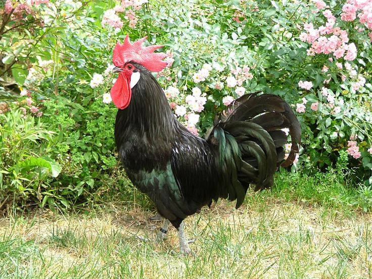 Valdarno-Chicken