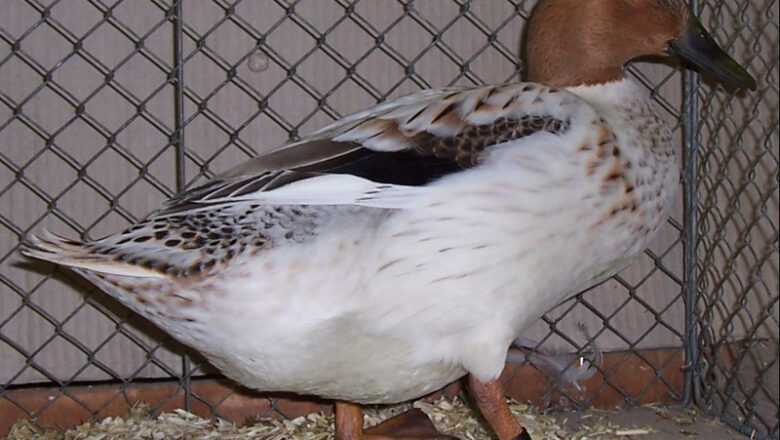 Abacot Ranger Duck Breed Profile and Characteristics