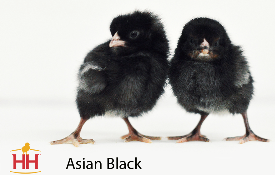 asian-black-chicken
