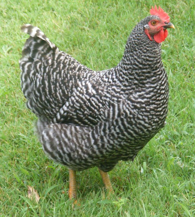 barred-plymouth-rock