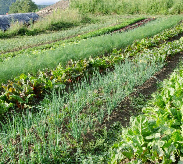 What is Intercropping and How it is Done