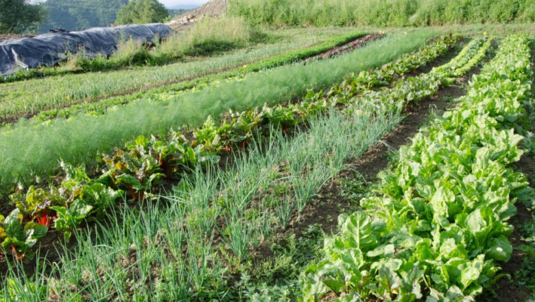 What is Intercropping and How it is Done