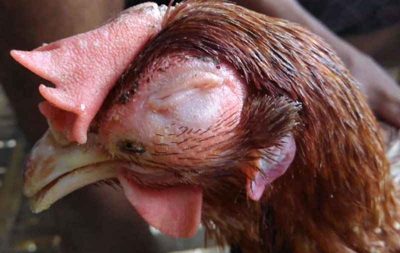 How to treat chicken colds