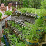 Container Gardening in the Philippines: How to Start Your Urban Container Garden