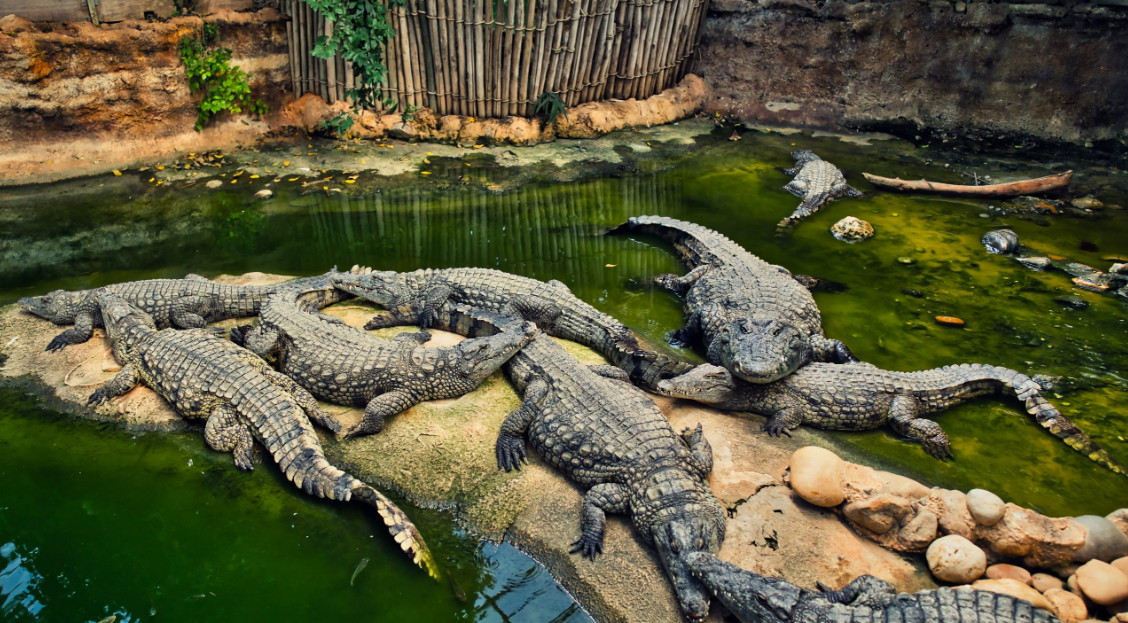 crocodile-farming