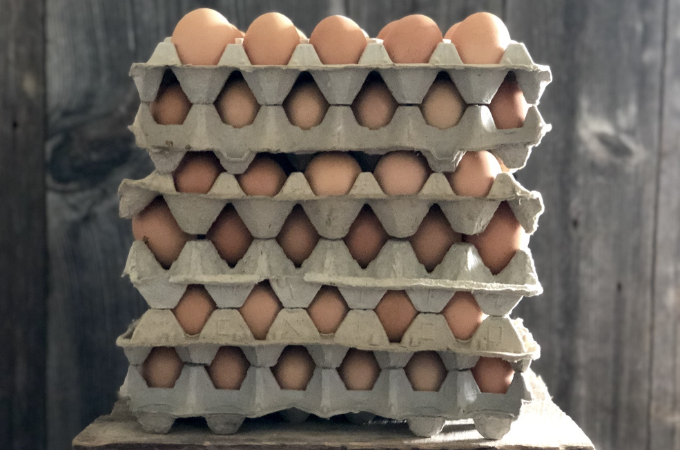 egg-business-in-the-philippines