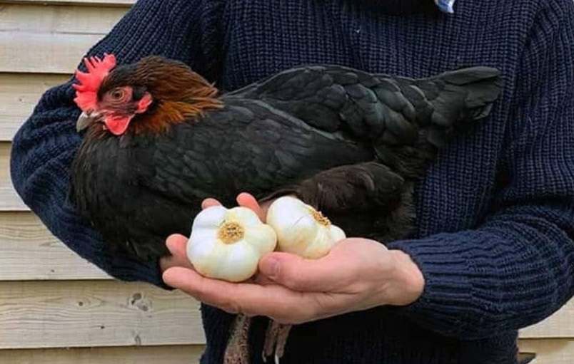 feeding-garlic-to-chickens