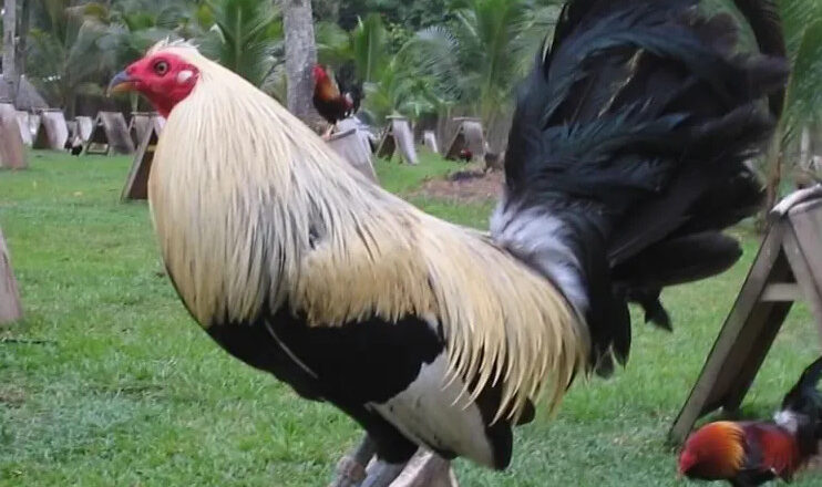 Grey Gamefowl Fighting Style and the Top Grey Rooster Breeders