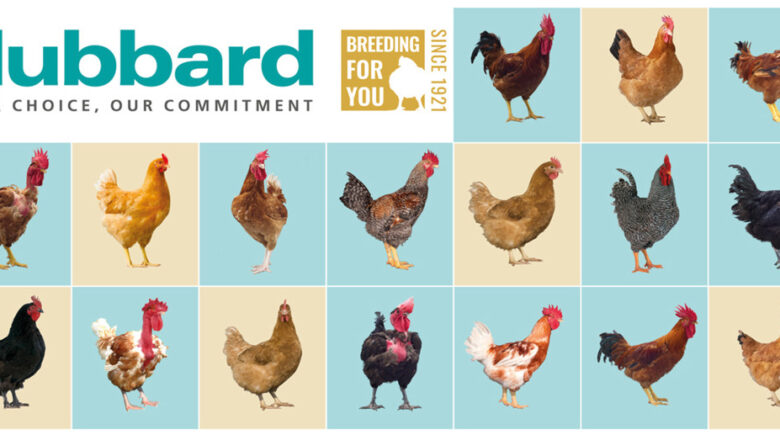 What Is Hubbard Chicken