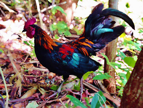 What is Labuyo Chicken: Profile and Characteristics