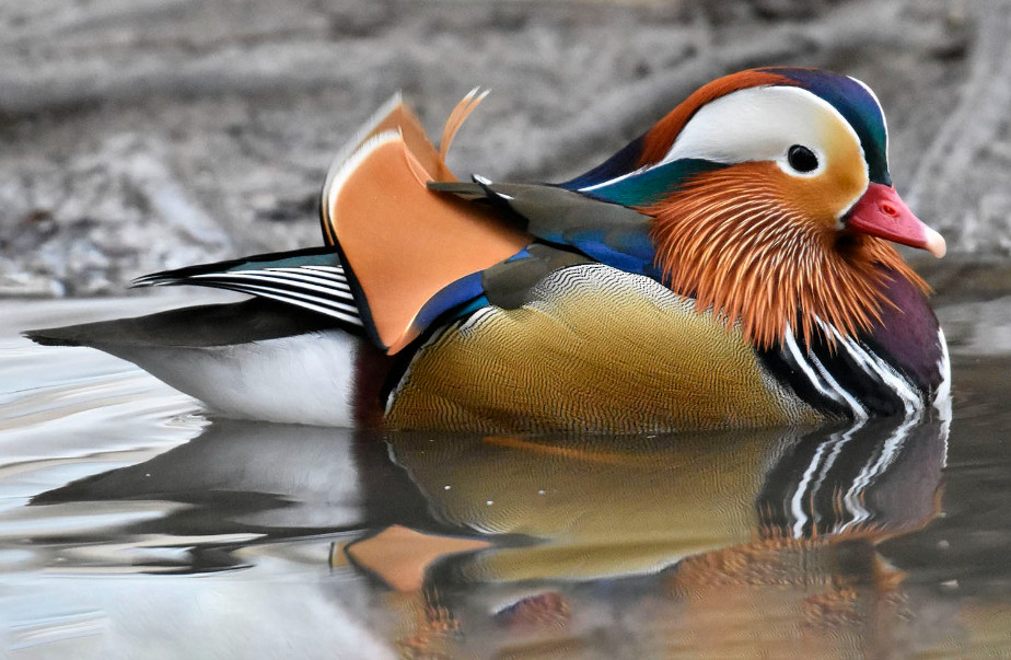 mandarin-duck