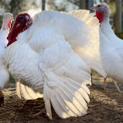 Midget White Turkey Breed Profile and Characteristics