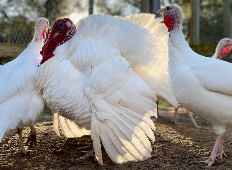 midget-white-turkey