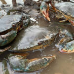 Mud Crab Farming: How to Grow and Raise Alimango