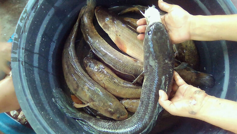 Mudfish Farming in the Philippines: How to Raise and Grow Dalag