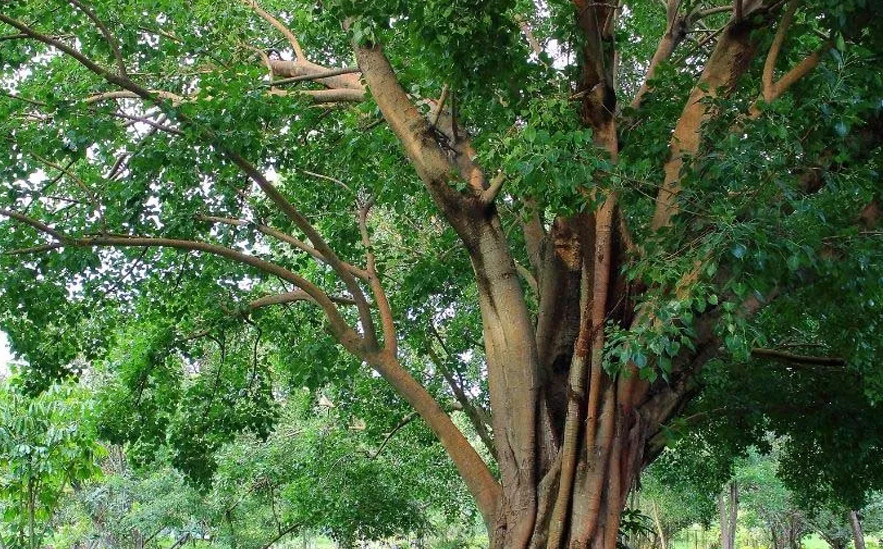 narra tree