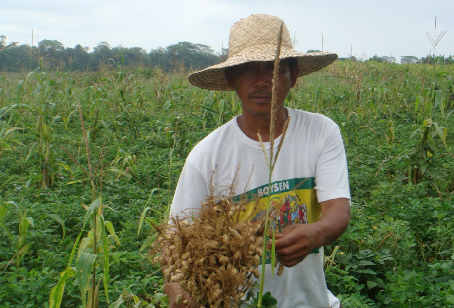 peanut-farming-in-the-philippines