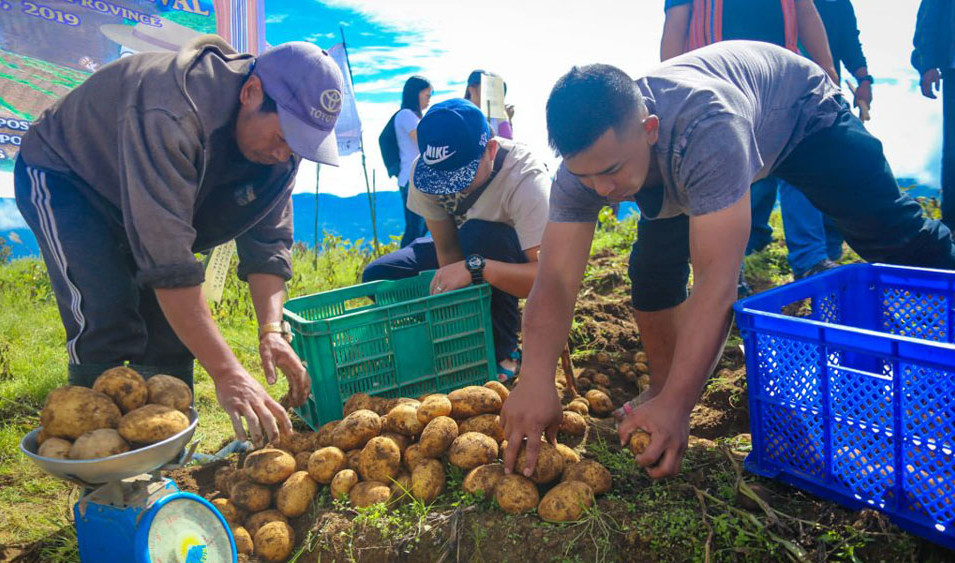 potato-farming-in-the-philippines